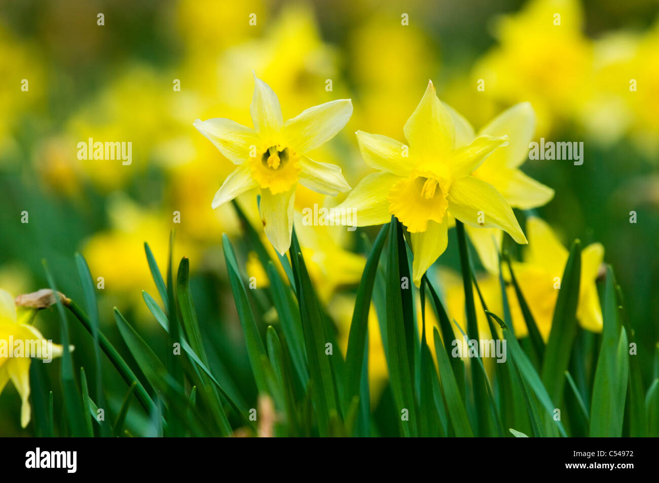 jonquilles sauvages Banque D'Images