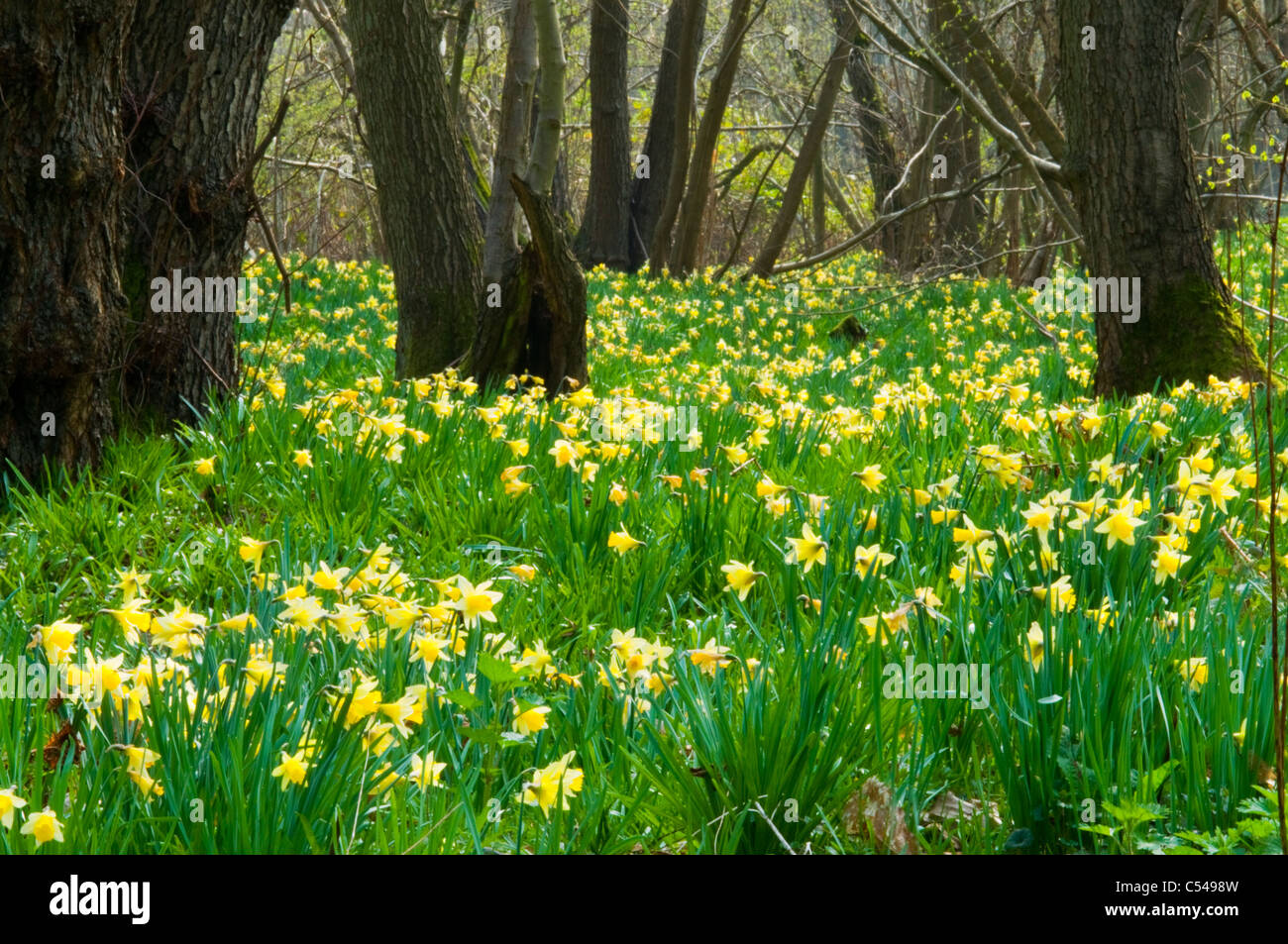 jonquilles sauvages Banque D'Images