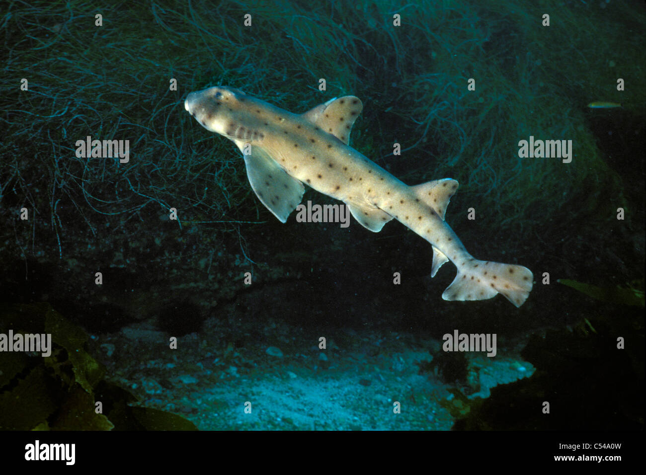 Requins Heterodontus francisci, avertisseur sonore, l'île de Santa Cruz, Channel Islands National Marine Sanctuary, en Californie, l'Océan Pacifique Banque D'Images