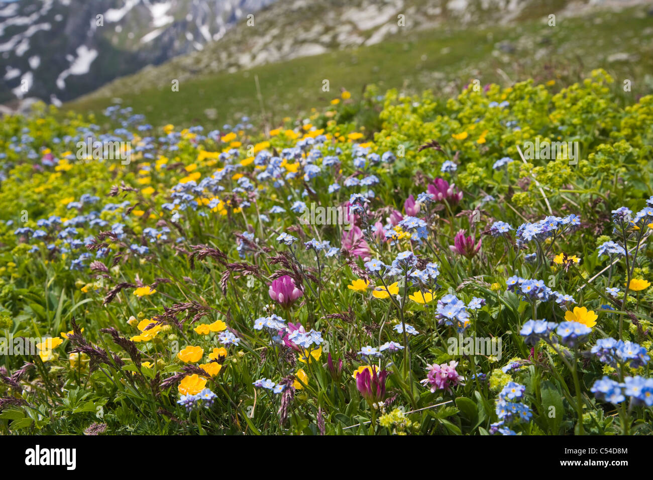 Fleurs des Alpes, Alpes Pennines, Valais, Alpes occidentales, Italie Banque D'Images