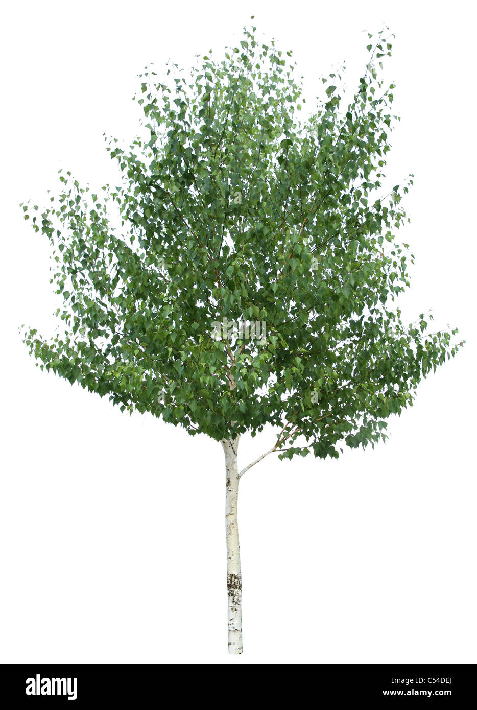 Bouleau vert isolé sur un fond blanc. Banque D'Images