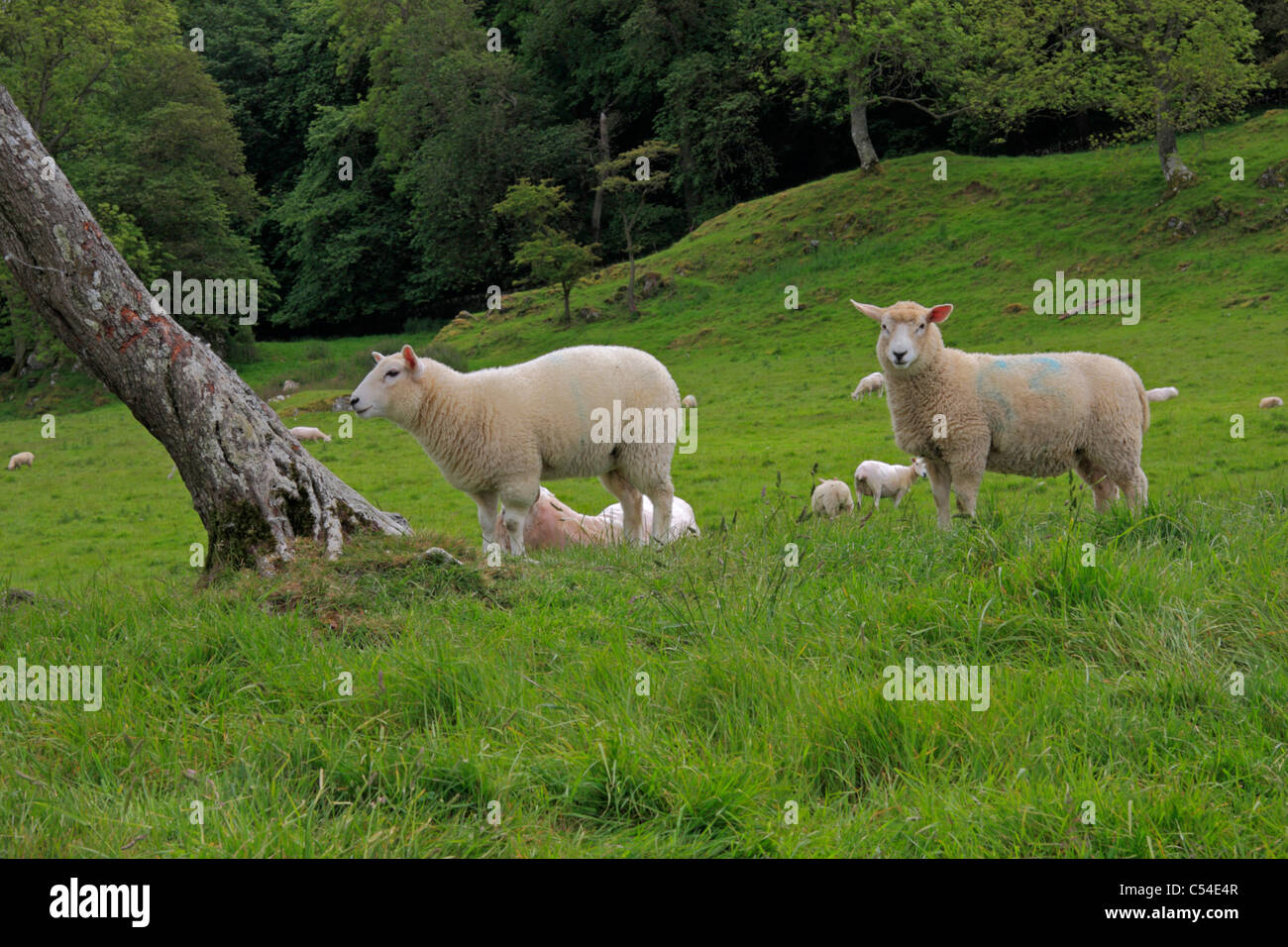 Moutons sur ferme à Dumfries et Galloway, Écosse Banque D'Images