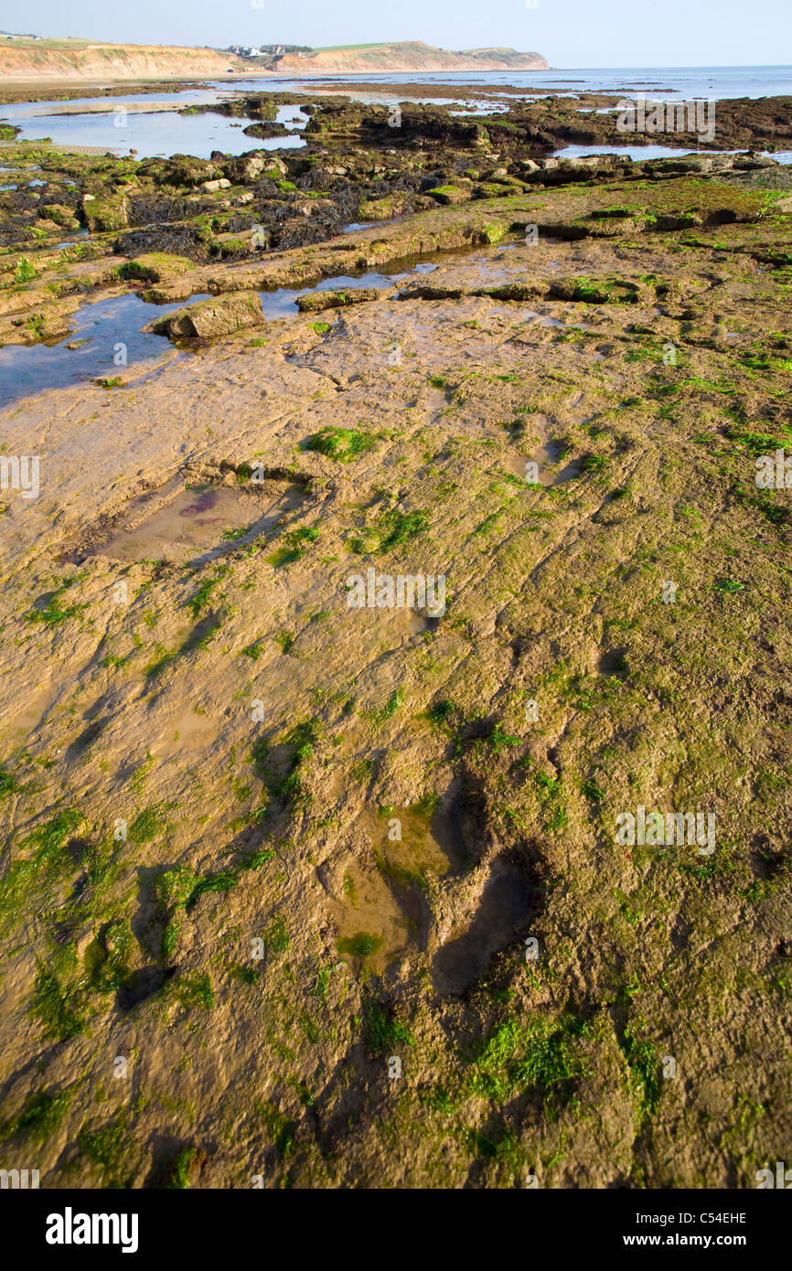 Plate-forme de coupe à vagues, fossile, paléontologie, Dinosaur, Iguanodon, Footprint, Compton Bay, Isle of Wight, Angleterre, Royaume-Uni, plage,fossiles,125,million, Banque D'Images
