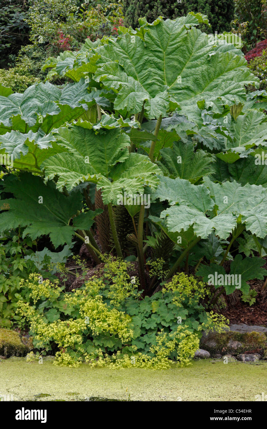 Grandes feuilles de plantes de jardin, Gunnera manicata avec Alchemilla mollis formation dans l étang à fond. Banque D'Images