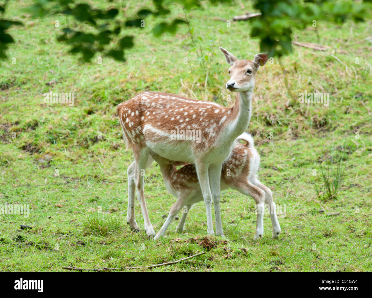 Un jeune daim rss de sa mère à la Deen Castle Country Park à Kilmarnock, Ayrshire, Ecosse. Banque D'Images