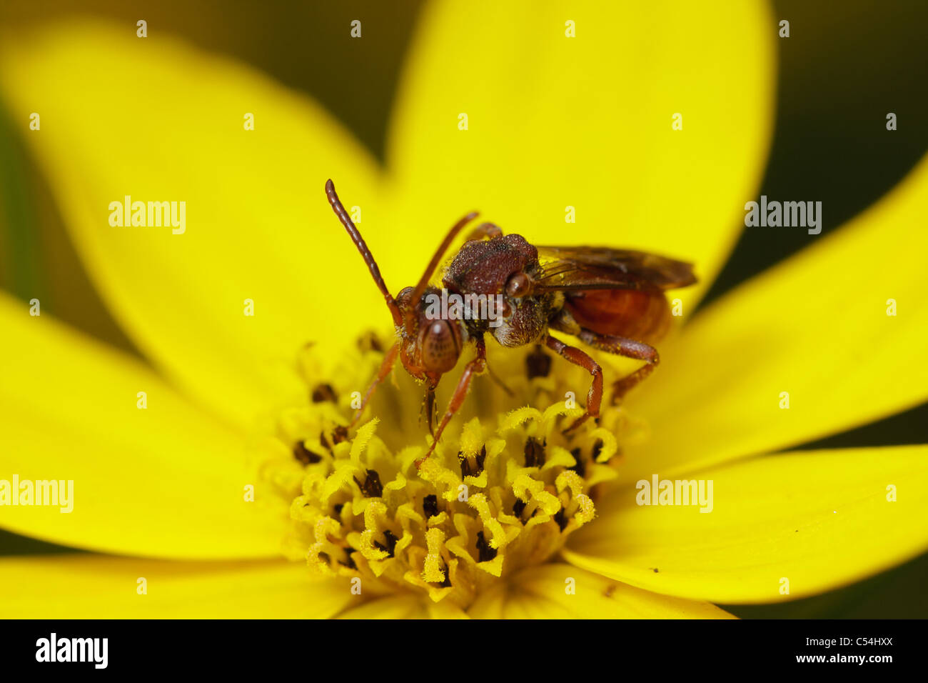 Un coucou bee nectar potable. Banque D'Images