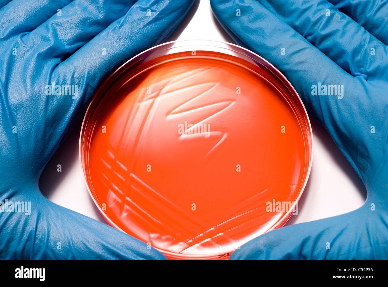 Gants en latex bleu tenant une boîte de pétri Banque D'Images