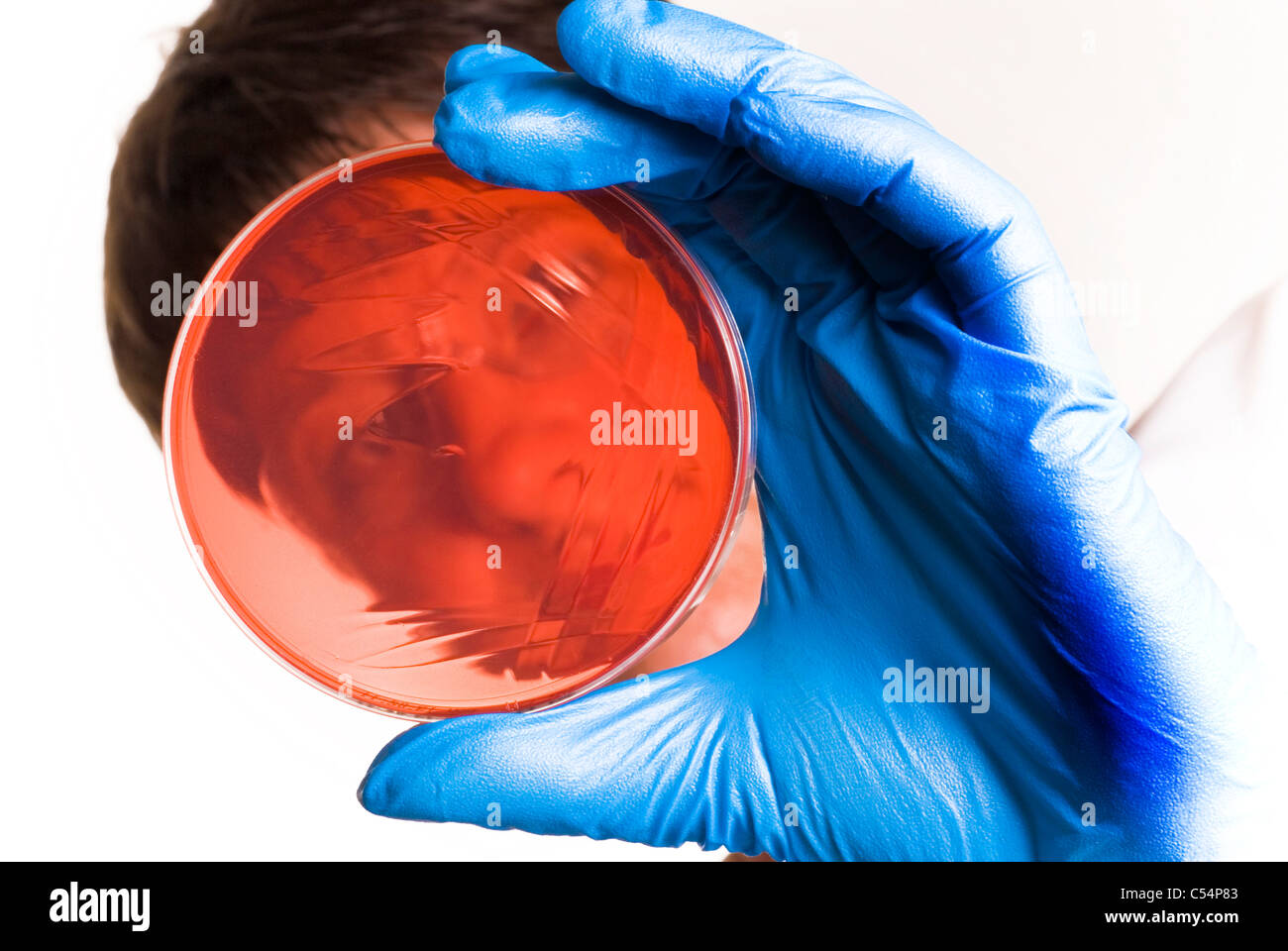 Scientifique avec blue gloved hands le marquage d'une boîte de pétri avec une boucle isolé sur un fond blanc avec un espace réservé au texte ou réactivation Banque D'Images