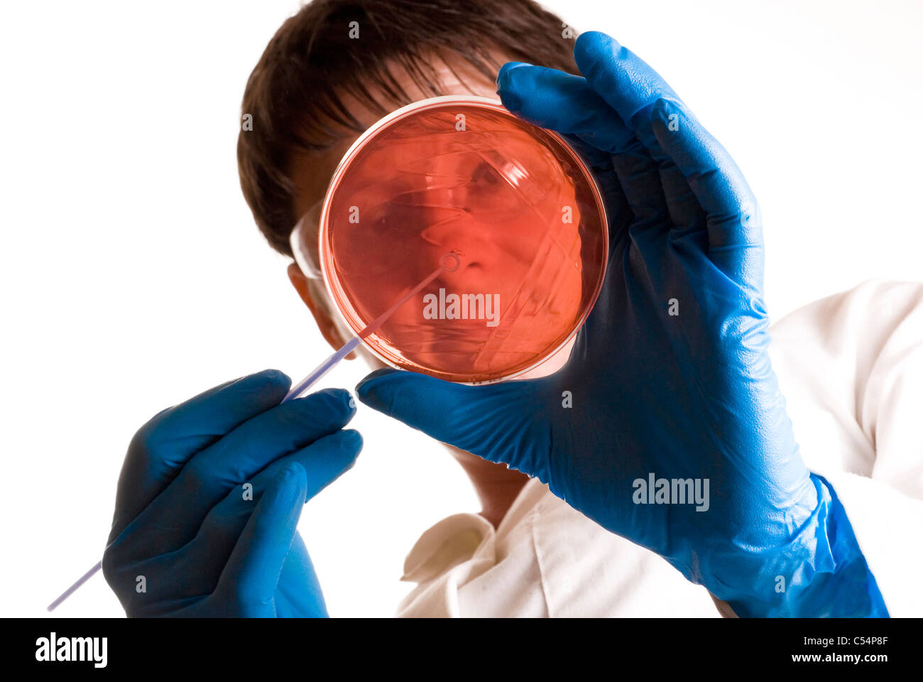 Chercheur scientifique à rayures bleu gants une boîte de pétri avec une boucle isolé sur un fond blanc avec un espace réservé au texte ou réactivation Banque D'Images