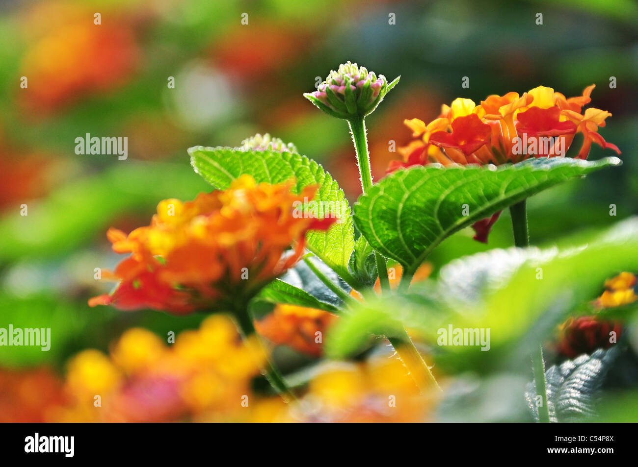 Lantana en fleurs fleurs sous le soleil Banque D'Images