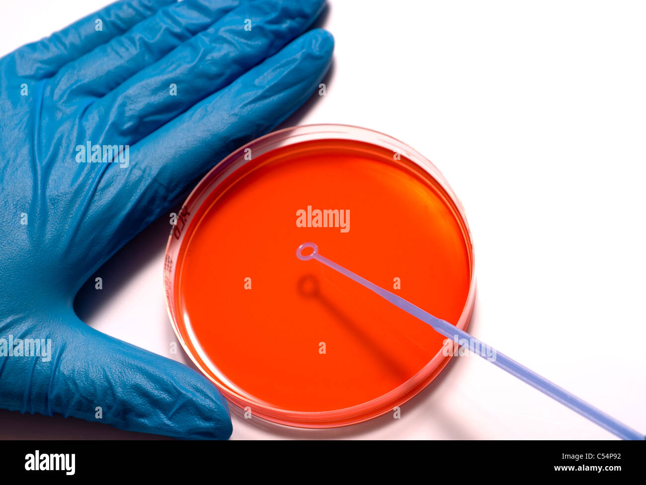 Main gantée ensemençant une boîte de pétri avec la boucle isolé sur un fond blanc avec un espace réservé au texte ou réactivation Banque D'Images