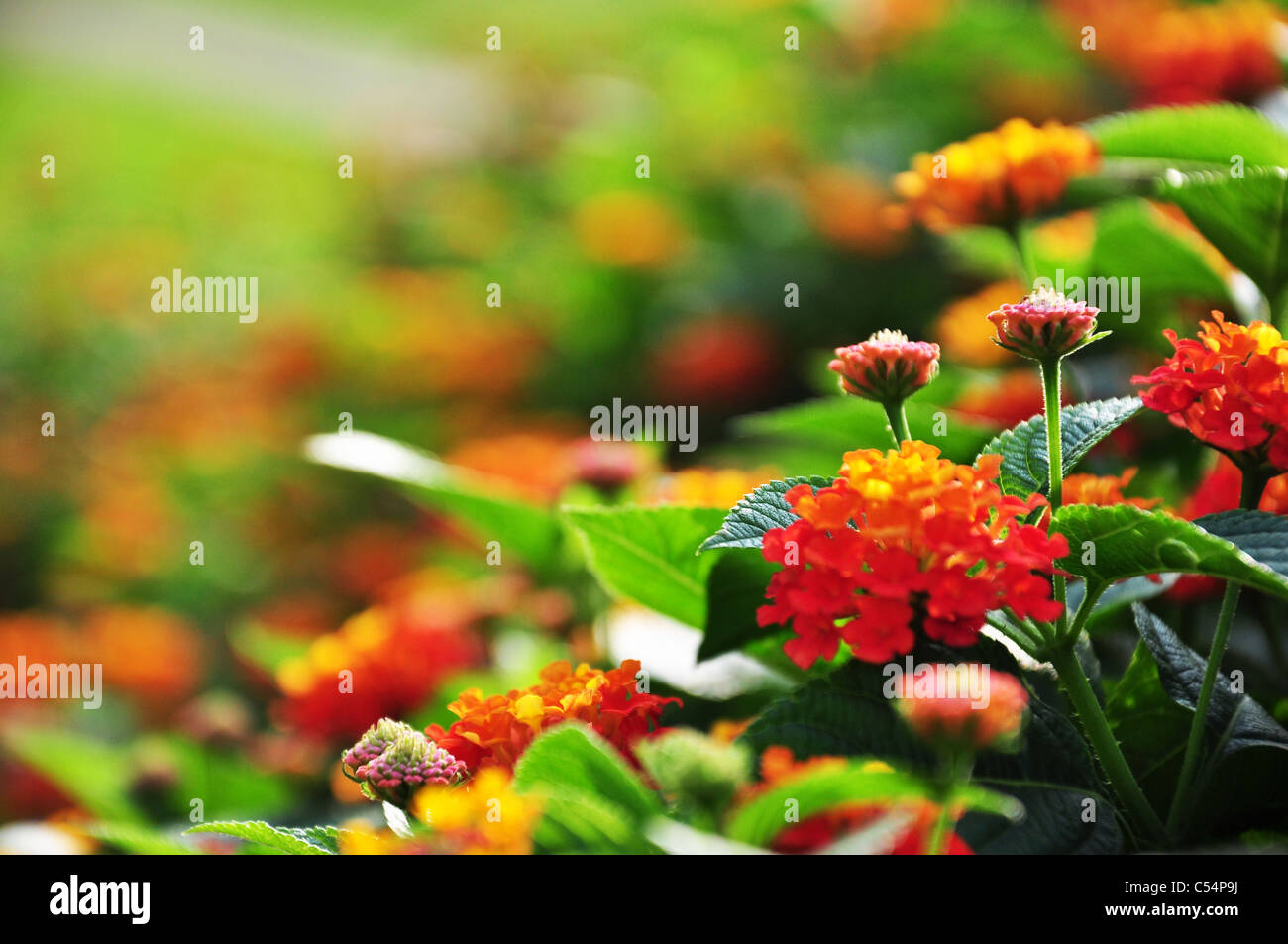 Lantana fleur sous le soleil Banque D'Images