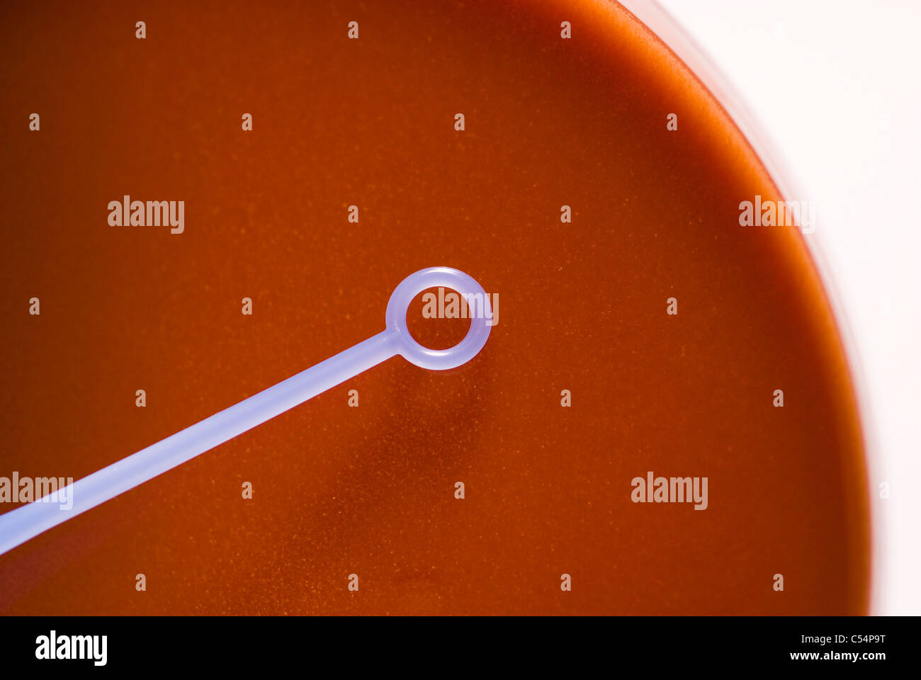 Boîte de Pétri avec la boucle isolé sur un fond blanc avec un espace réservé au texte ou réactivation Banque D'Images