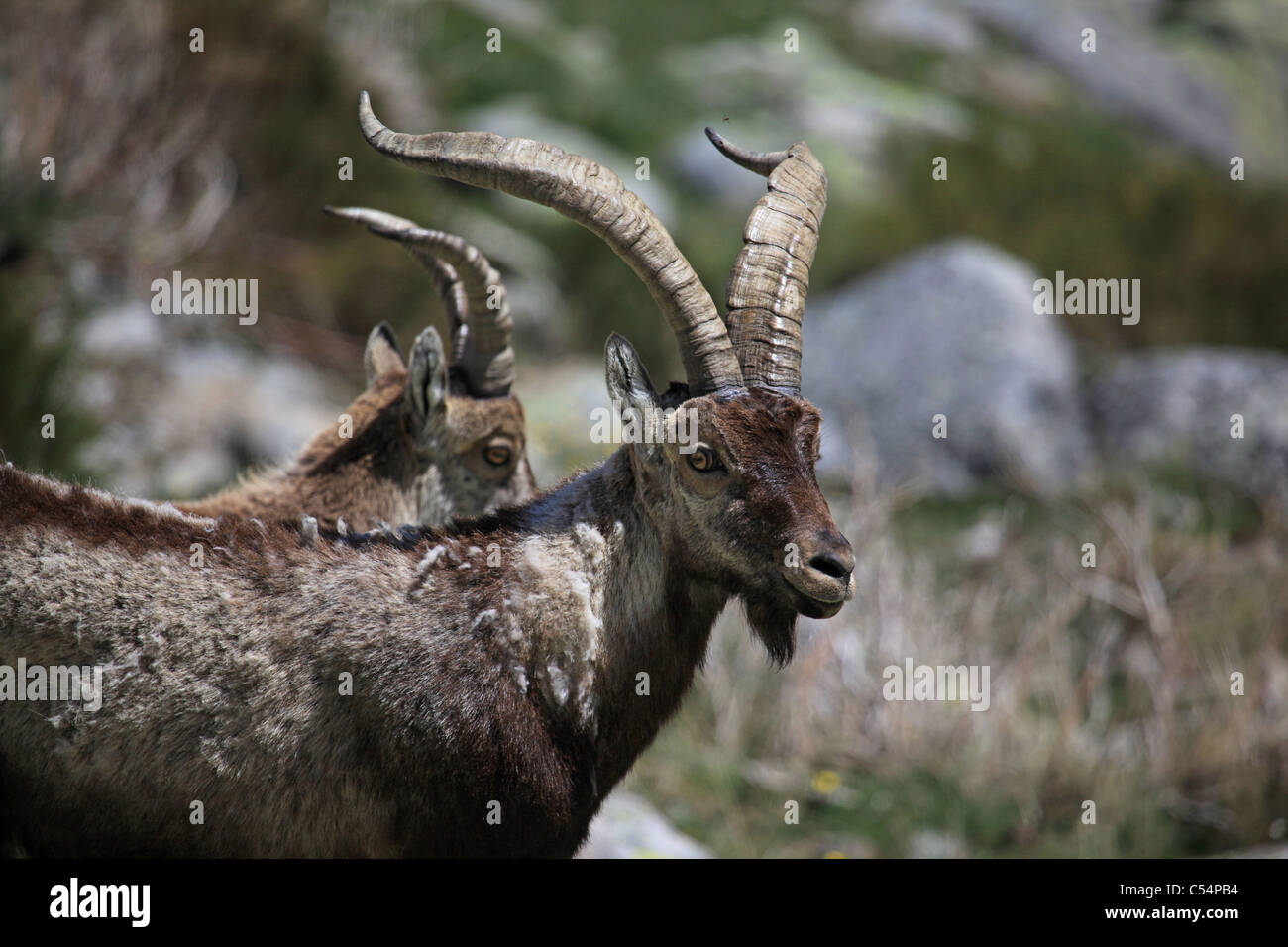 Ibérique mâle bouquetin (Capra pyrenaica ssp victoriae), endémique de la Parque Regional de la [Sierra de Gredos], avec des femmes derrière Banque D'Images