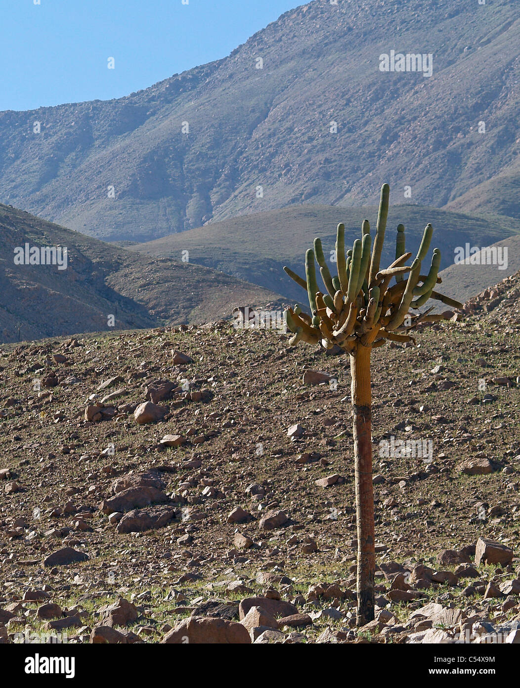Cactus candélabres dans la vallée Lluta, Désert d'Atacama, Chili Banque D'Images