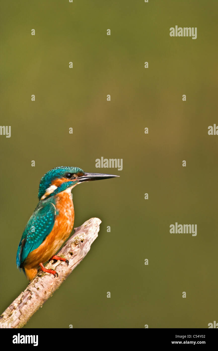 Les Pays-Bas, Lelystad, Parc national appelé Oostvaarders Plassen. Kingfisher commun perché sur branche. ( Alcedo atthis ) Banque D'Images