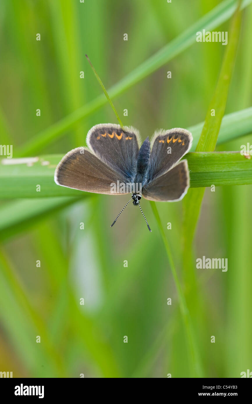 L'argent bleu étoilé (Plebeius argus) Femmes Banque D'Images