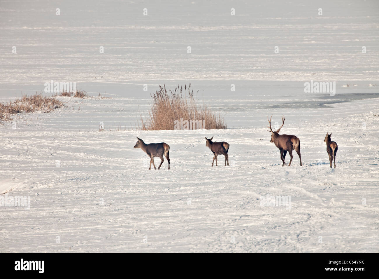 Les Pays-Bas, Lelystad. Parc national de Oostvaardersplassen. Red Deer in snow Banque D'Images