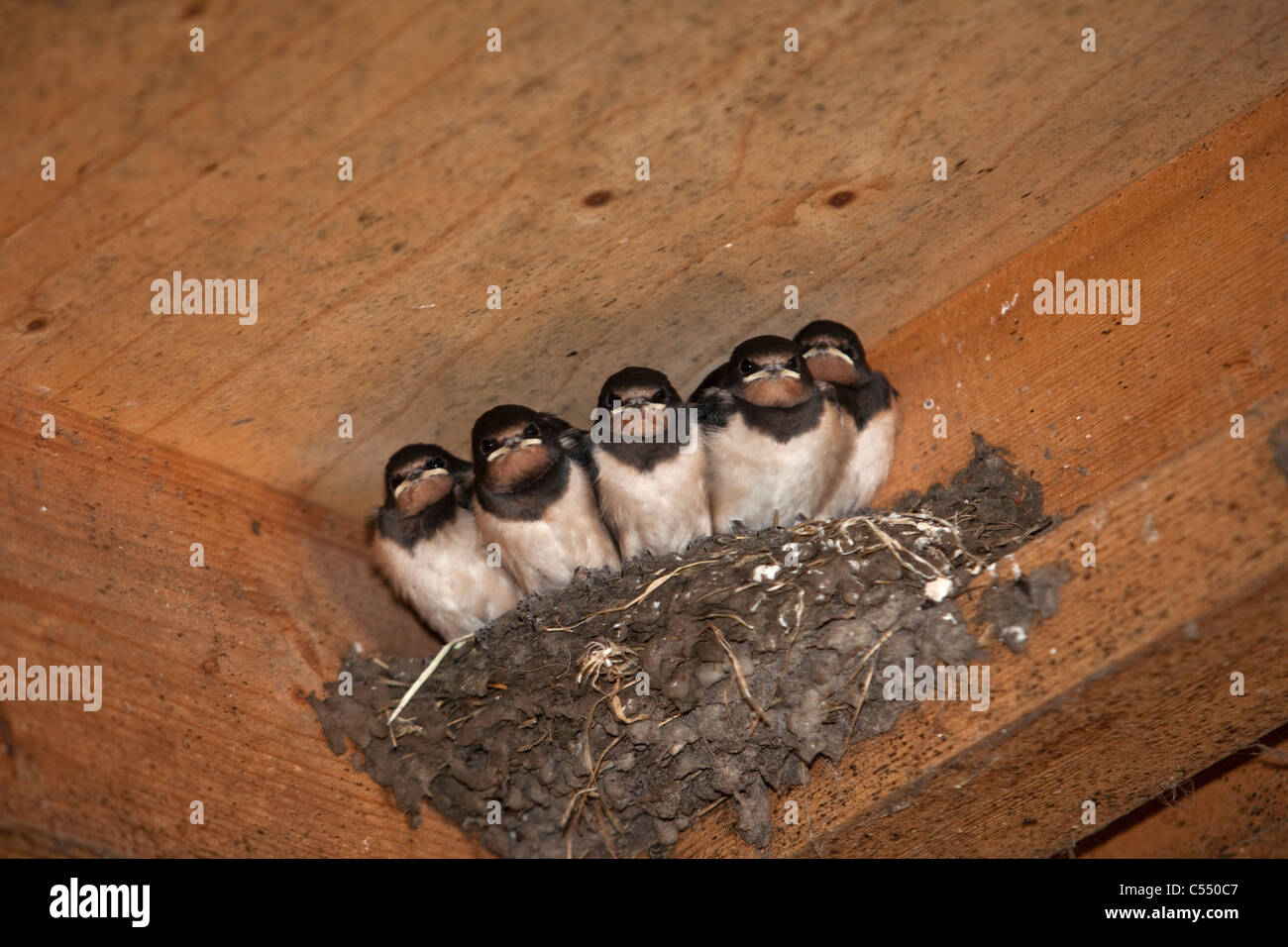 Les Pays-Bas, Lemmer, les jeunes hirondelles sur son nid. Hirundo rustica. Banque D'Images