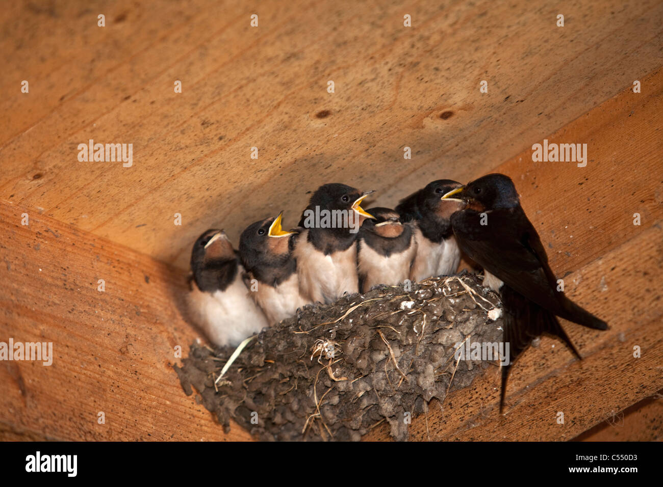 Les Pays-Bas, Lemmer, les jeunes hirondelles sur son nid. Hirundo rustica. Mère de ramener de la nourriture. Banque D'Images