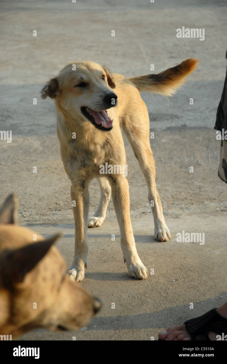 Chien errant Bangkok Thaïlande Banque D'Images