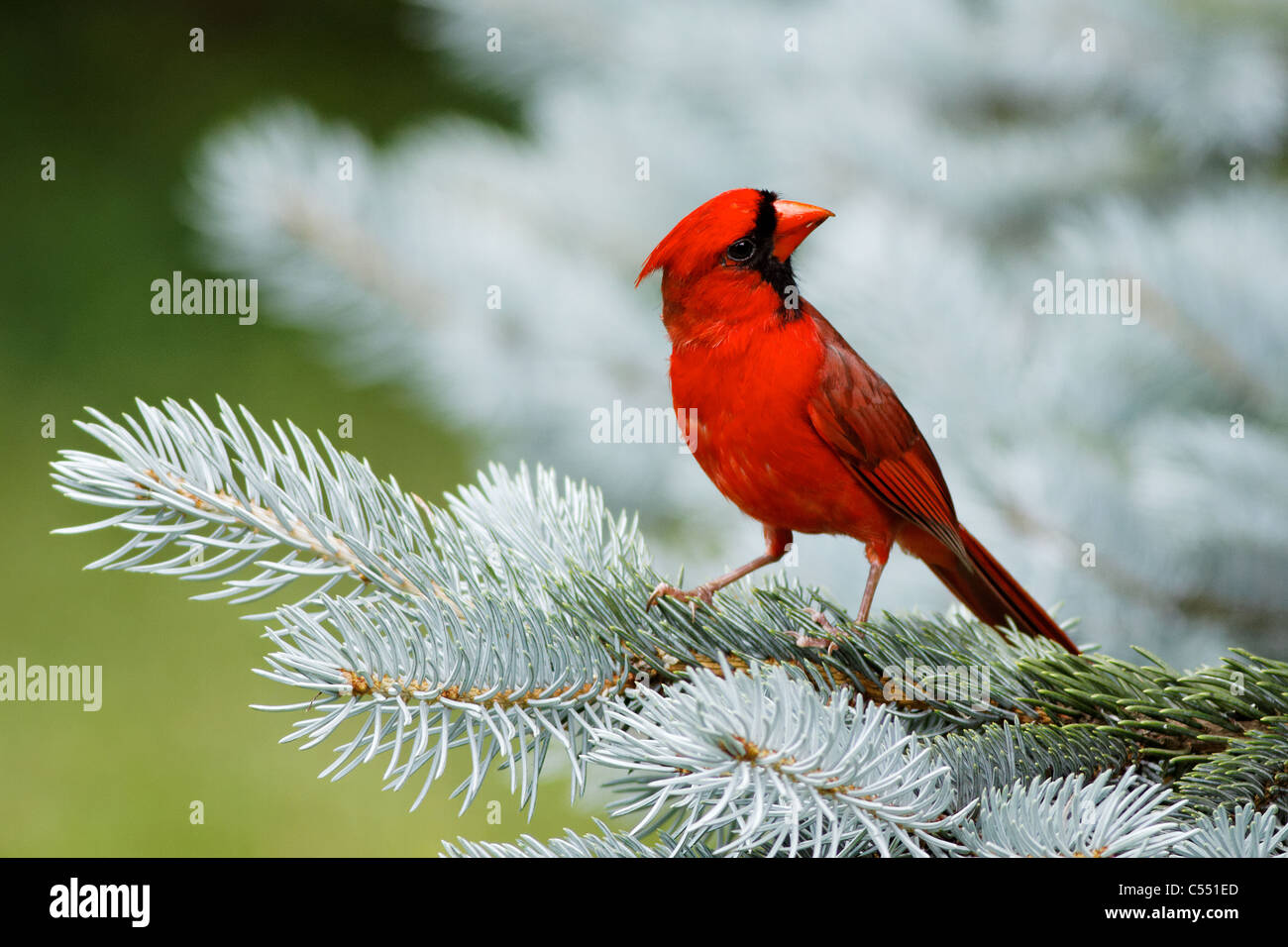 Cardinal rouge (Cardinalis cardinalis) Banque D'Images