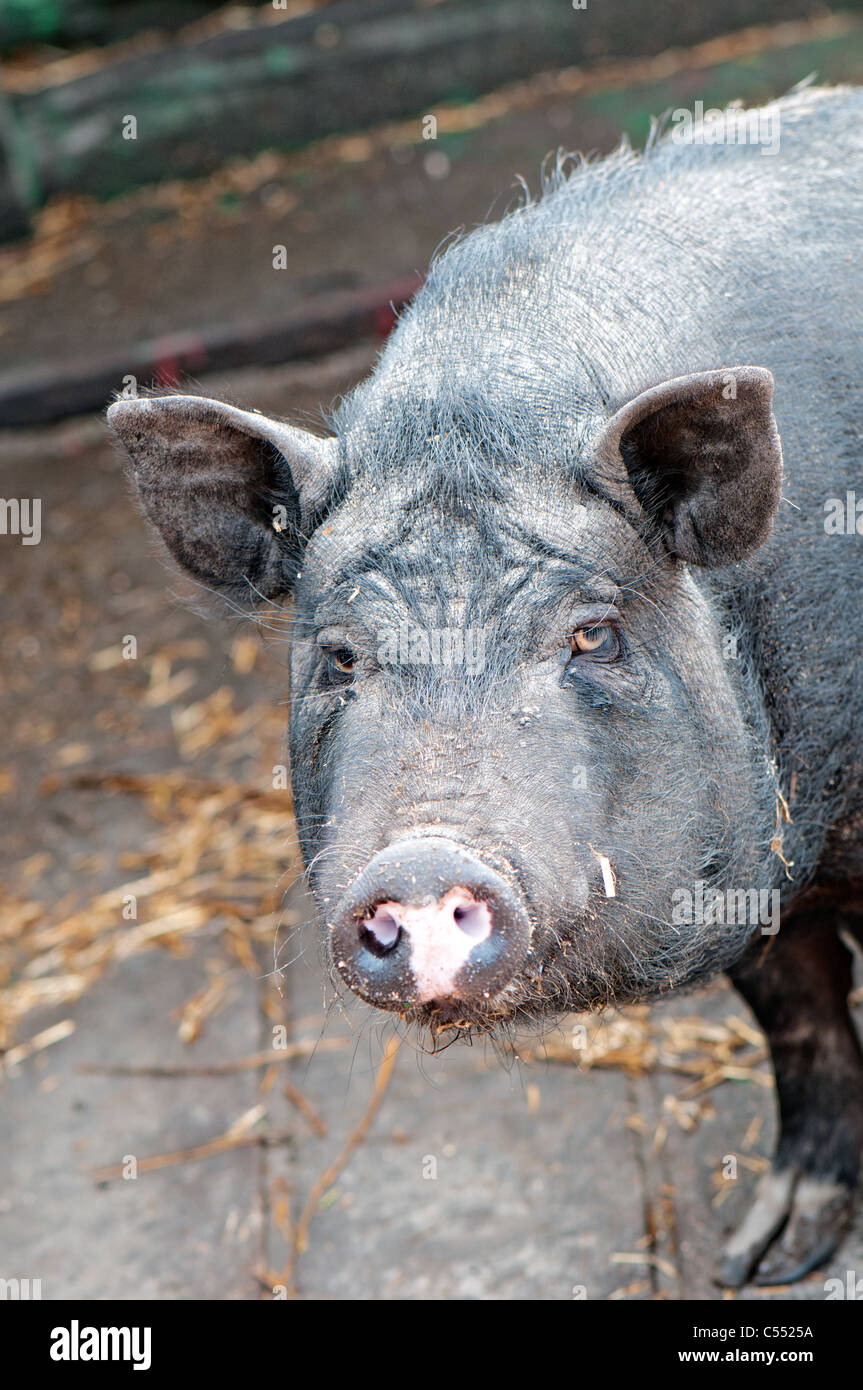 Cochon sauvage au zoo Banque D'Images