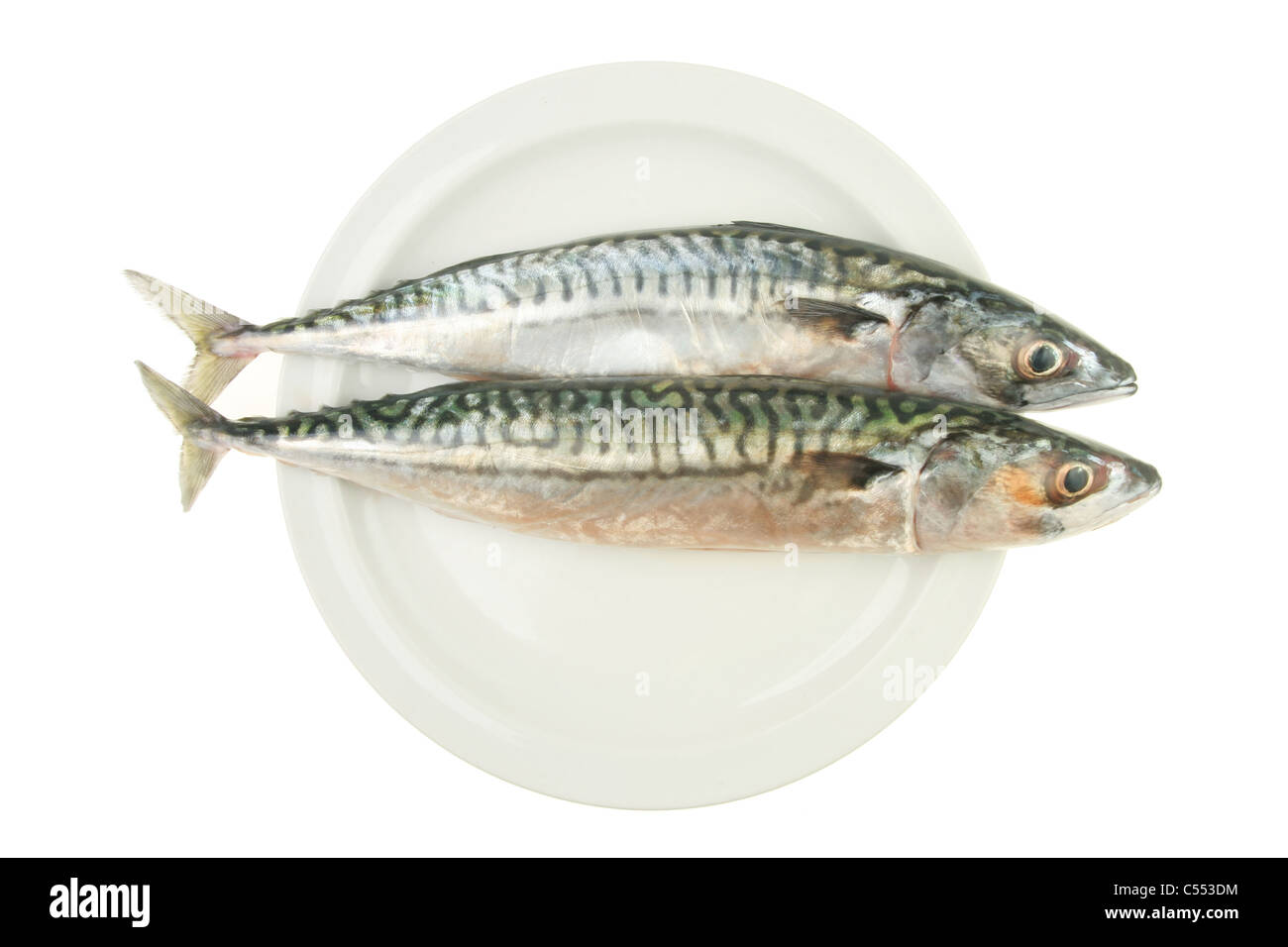 Deux poissons maquereau entier frais côte à côte sur une plaque blanche contre isolés Banque D'Images
