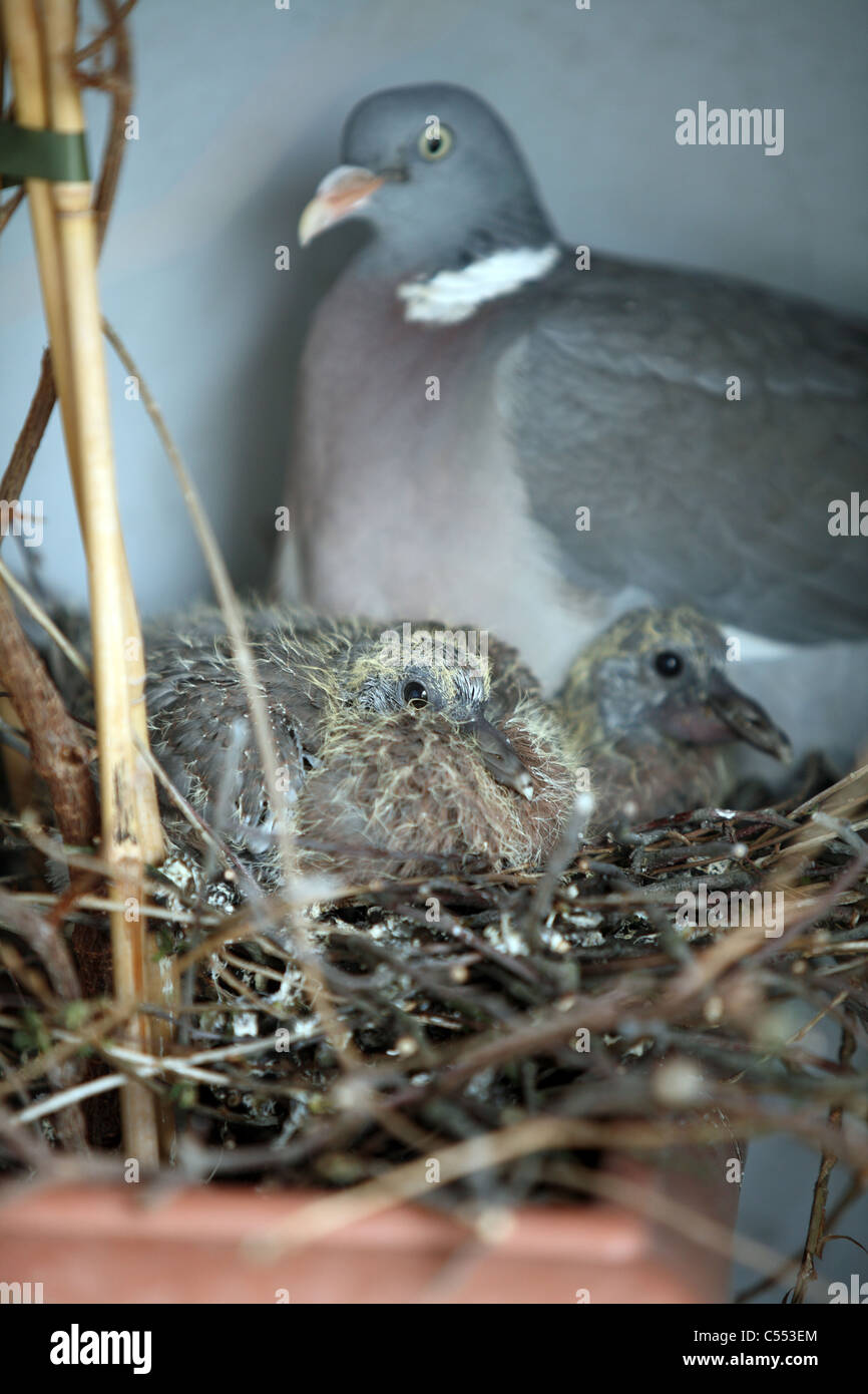 Pigeon ramier avec ses jeunes dans un nid Banque D'Images