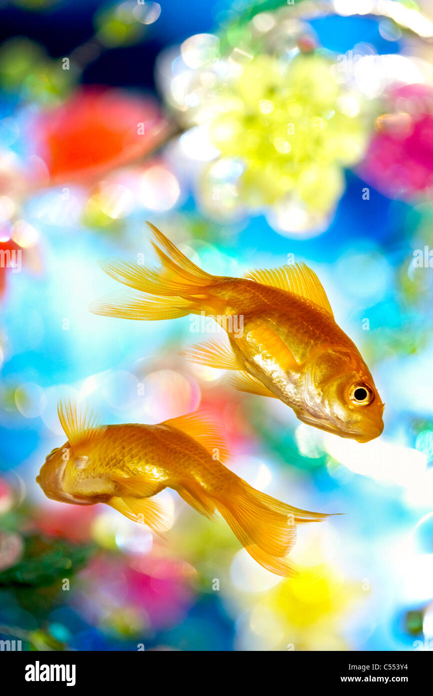 Goldfish swimming Banque D'Images