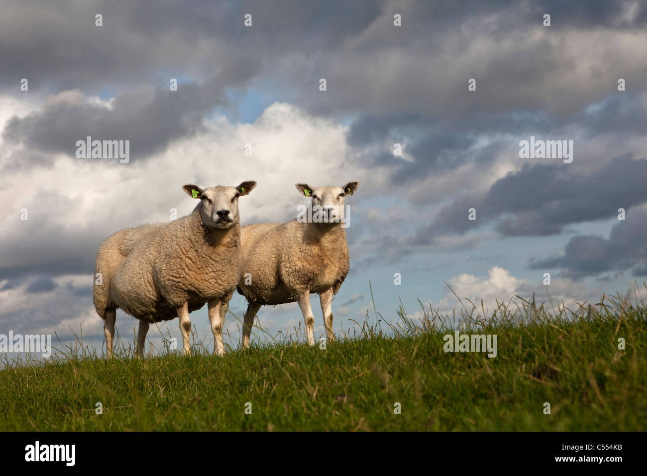 Les Pays-Bas, Hollum Ameland sur l'Île, appartenant à des îles de la mer des Wadden. Unesco World Heritage Site. Moutons sur la digue. Banque D'Images