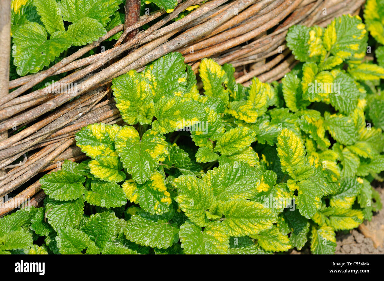 Baume doré, melissa officinalis, aurea, Norfolk, Angleterre, avril Banque D'Images