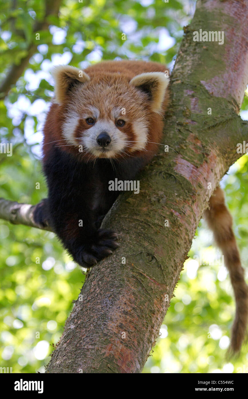 Le panda rouge (Ailurus fulgens), l'escalade d'un arbre Banque D'Images