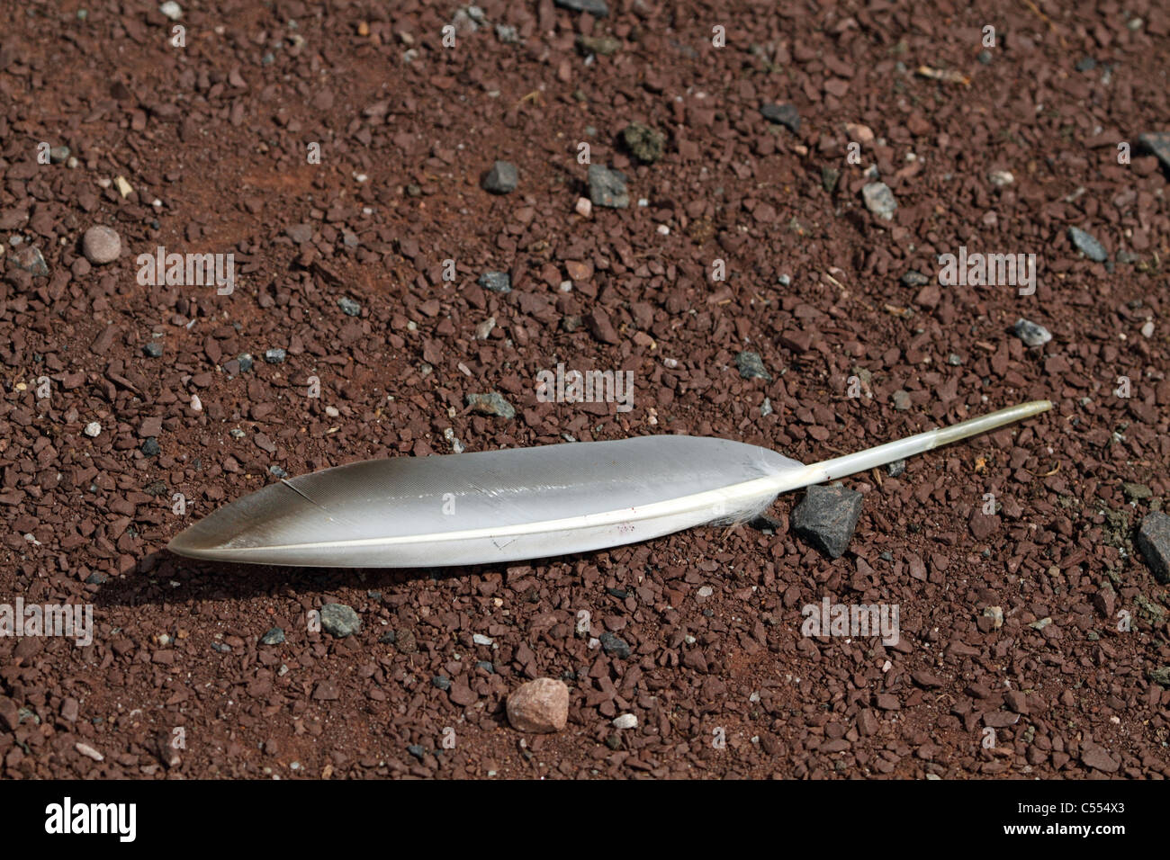 Une plume perdue portant sur une route de gravier. Richard DeKorte Park, Meadowlands, Lyndhurst, New Jersey, USA, Amérique du Nord Banque D'Images