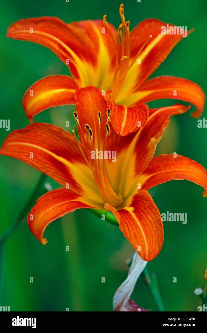Un Hermerocallis fulva hémérocalle, Orange,libre. Richard deKorte park, Meadowlands, Lyndhurst, New Jersey, USA, Amérique du Nord Banque D'Images