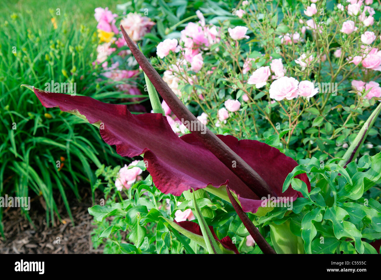 Close-up of a Dragon (Arum Dracunculus vulgaris) Banque D'Images