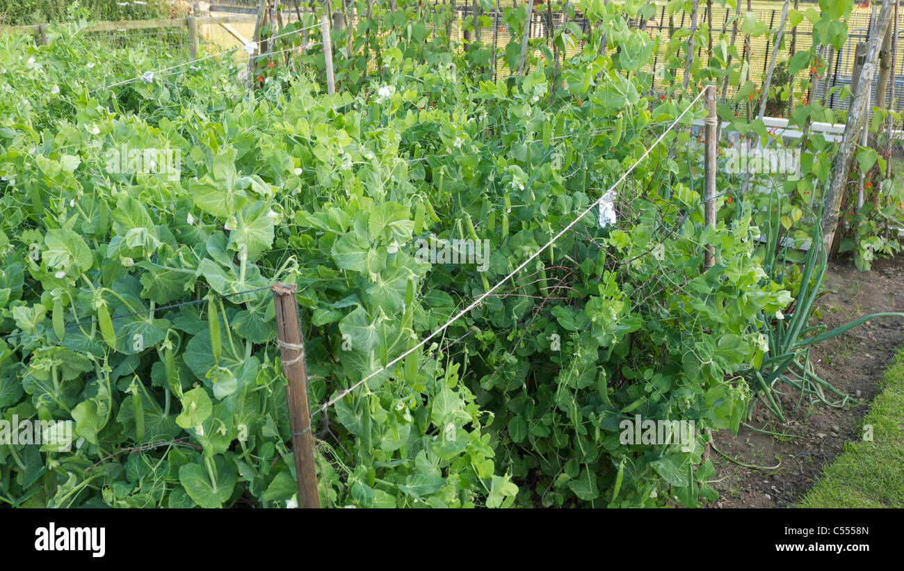 De plus en plus des plants de pois potager, Yorkshire, UK Banque D'Images