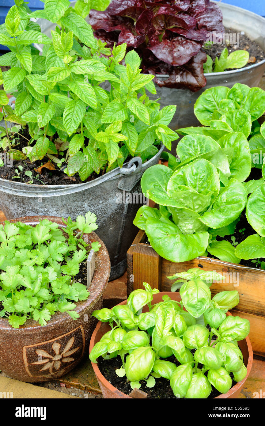 Les herbes dans des pots, menthe, coriandre, basilic et la laitue dans divers contenants, Norfolk, Angleterre, juin Banque D'Images