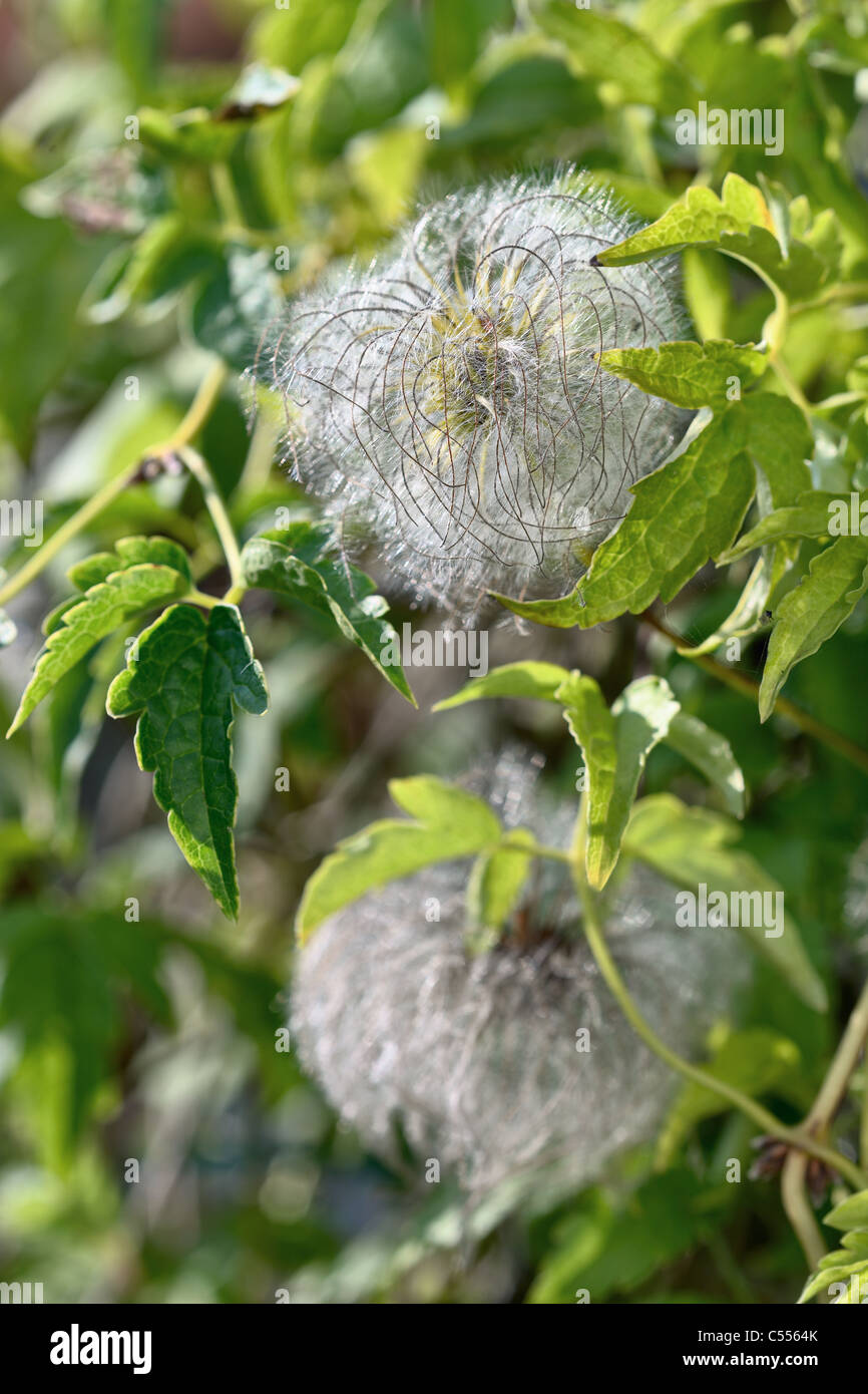 Clematis gousse (après la floraison) Banque D'Images