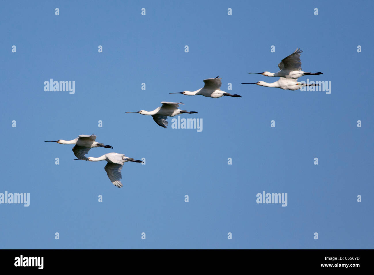 Les Pays-Bas, l'île d'Ameland, Hollum, appartenant à des îles de la mer des Wadden. Unesco World Heritage Site. Spatules de voler. Banque D'Images