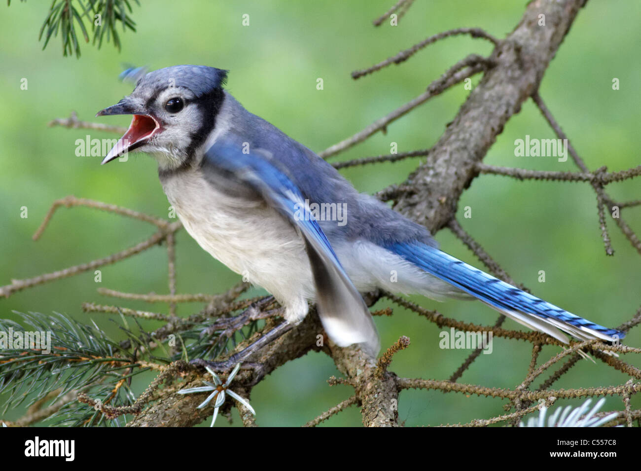 / Geai bleu Geai bleu (Cyanocitta cristata) Banque D'Images