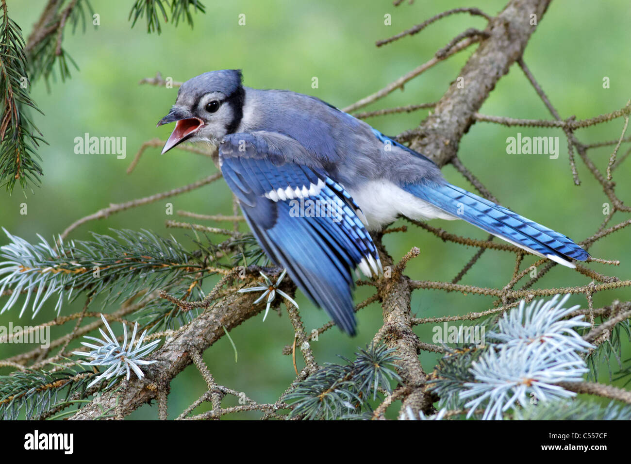 / Geai bleu Geai bleu (Cyanocitta cristata) Banque D'Images