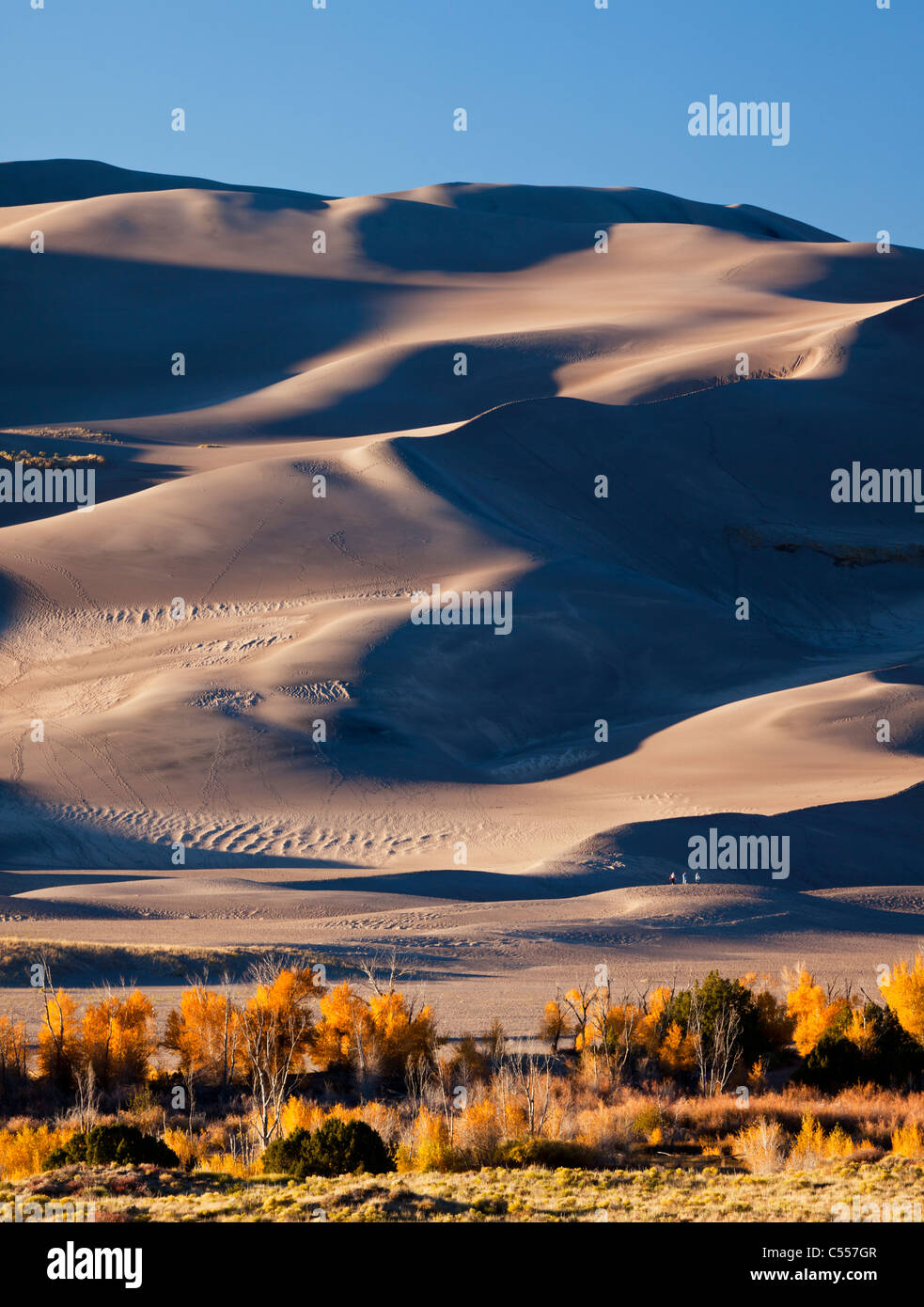 Panorama des dunes de sable de Great Sand Dunes National Monument en automne avec le jaune des arbres cottonwood, perspective petit peuple avant-plan Banque D'Images