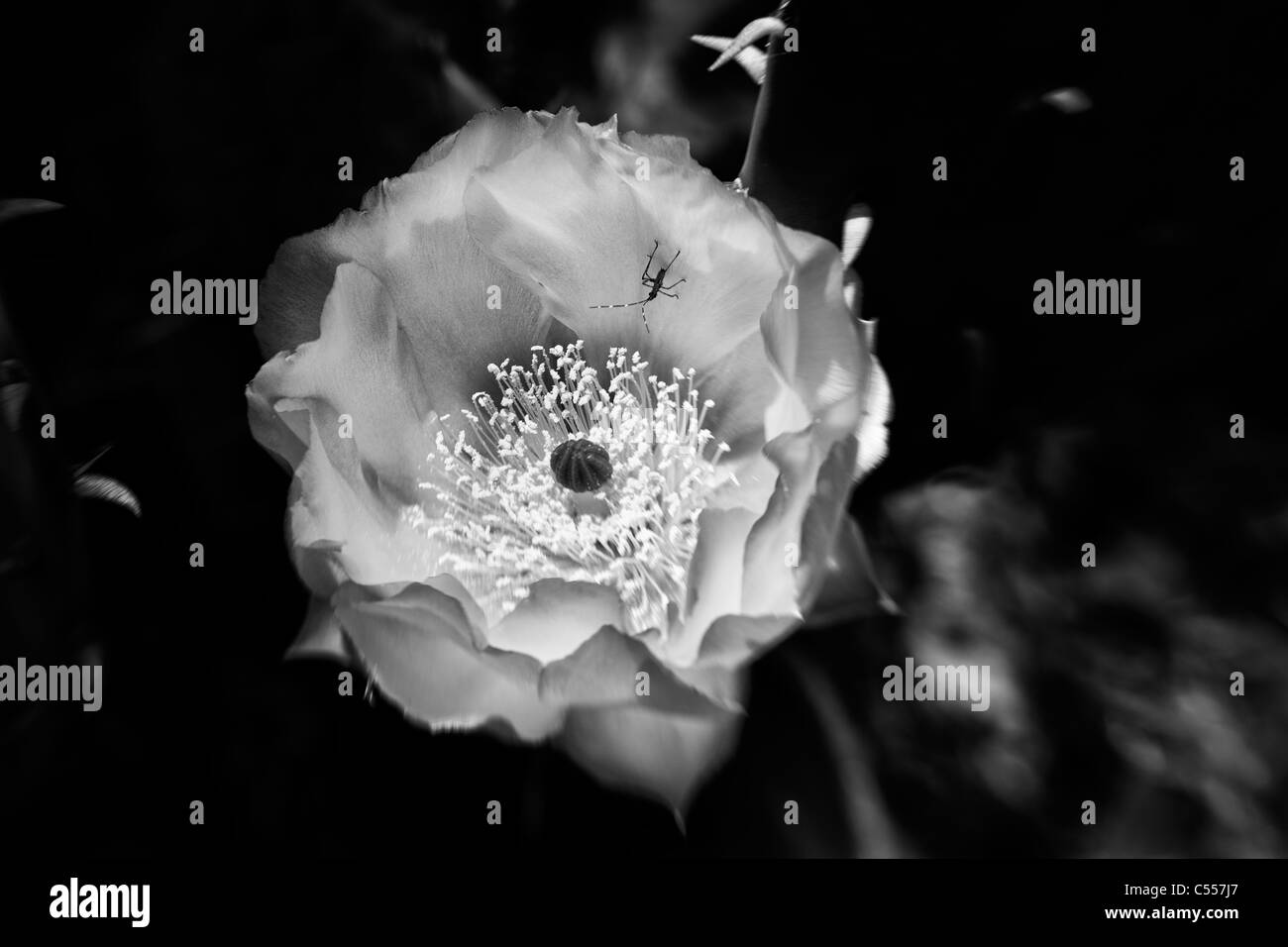 Brillant noir et blanc fleurs de cactus flower close up entouré d'épines pointues cactus blanc sur fond noir, de minuscules pétales sur sauterelle Banque D'Images