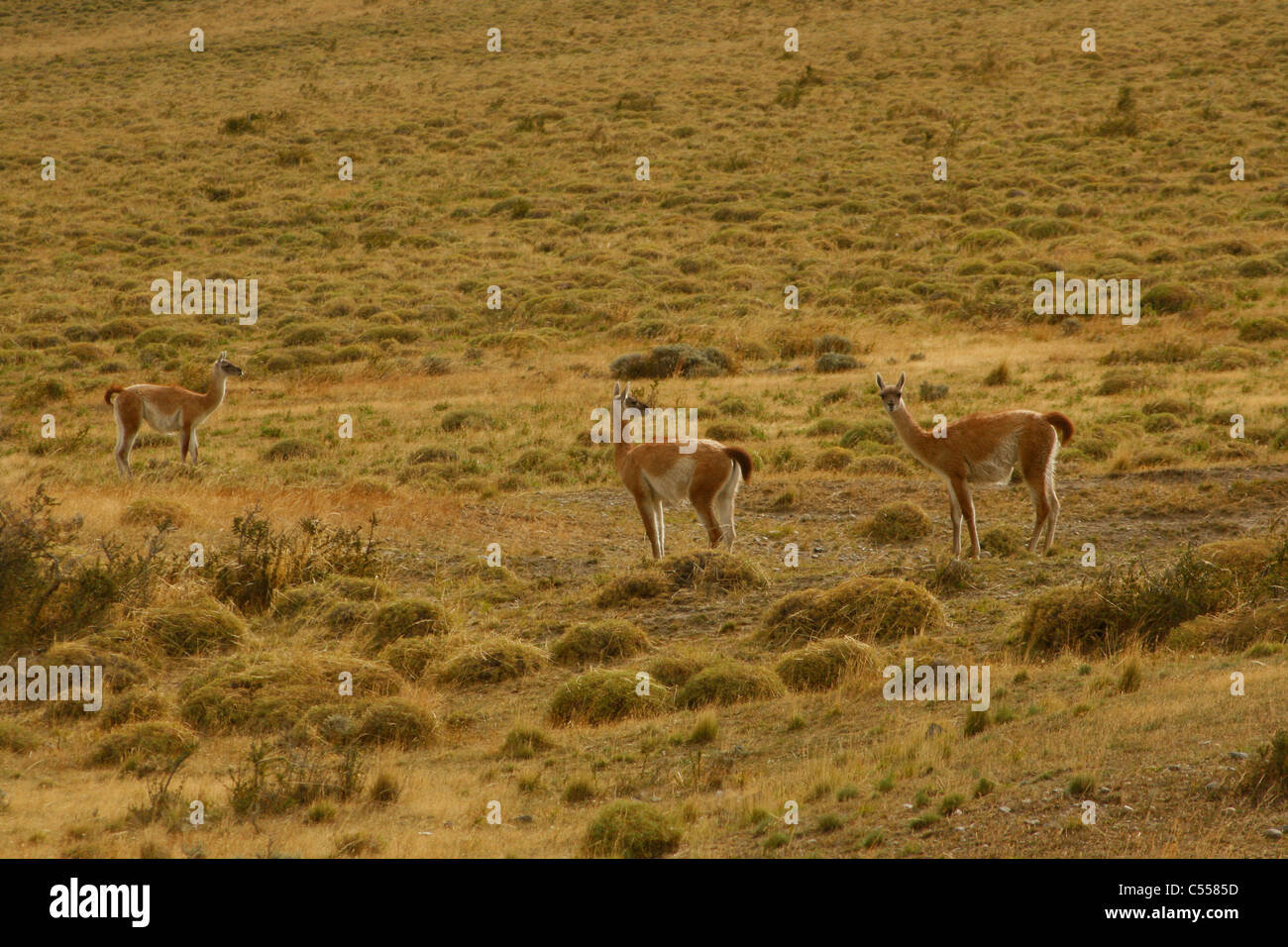 Guanacos sauvages trois dans un champ, en Patagonie, au Chili Banque D'Images