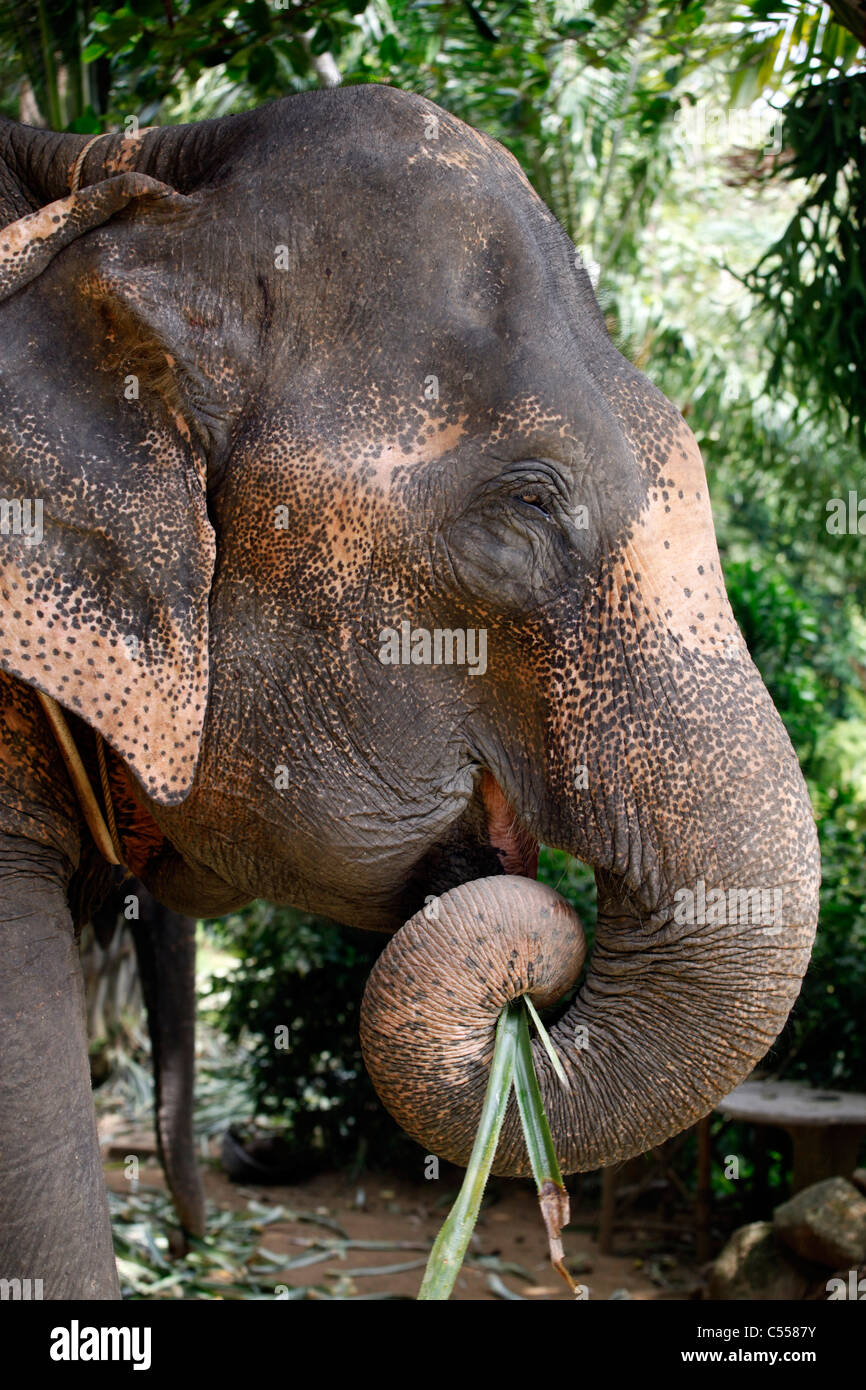 Manger l'éléphant avec sa trompe dans un éléphant trekking logement à Phuket, Thaïlande Banque D'Images