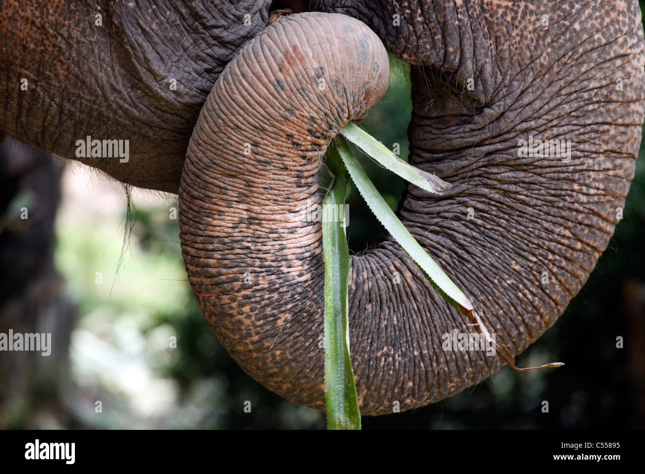 Manger de l'éléphant d'Asie, avec sa trompe à Phuket, Thaïlande Banque D'Images