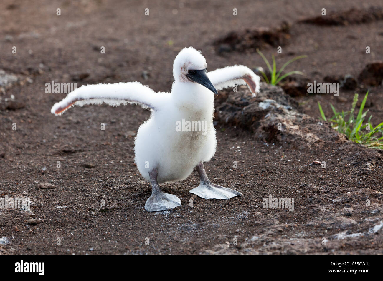 Nazca Bebe Fou Masque Sula Granti Essayant De Voler L Ile De Genovesa Tower Iles Galapagos Equateur Photo Stock Alamy