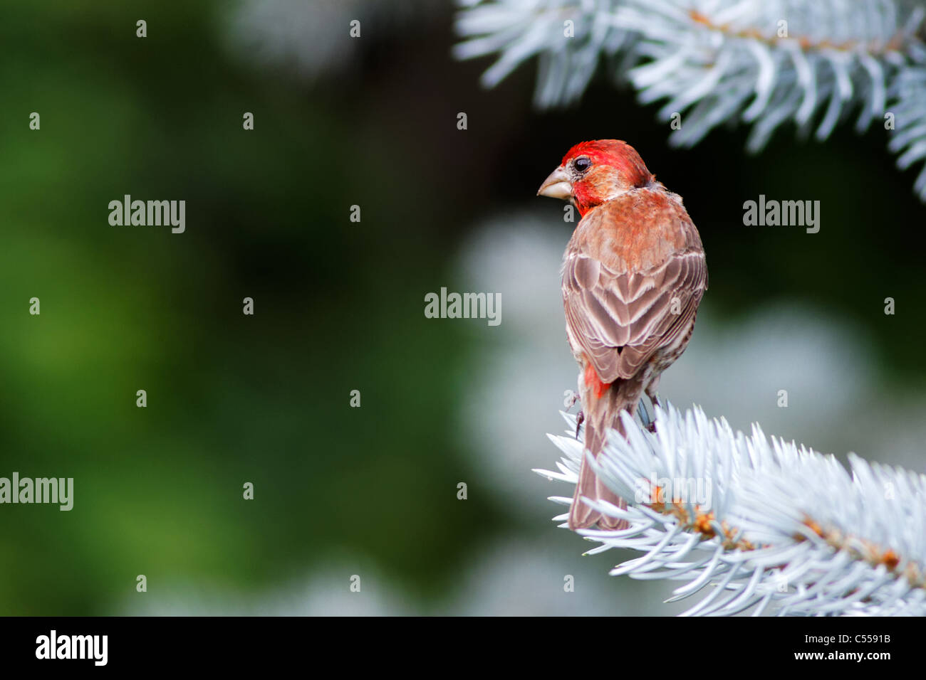 Roselin pourpré Roselin pourpré / (Carpodacus purpureus) Banque D'Images
