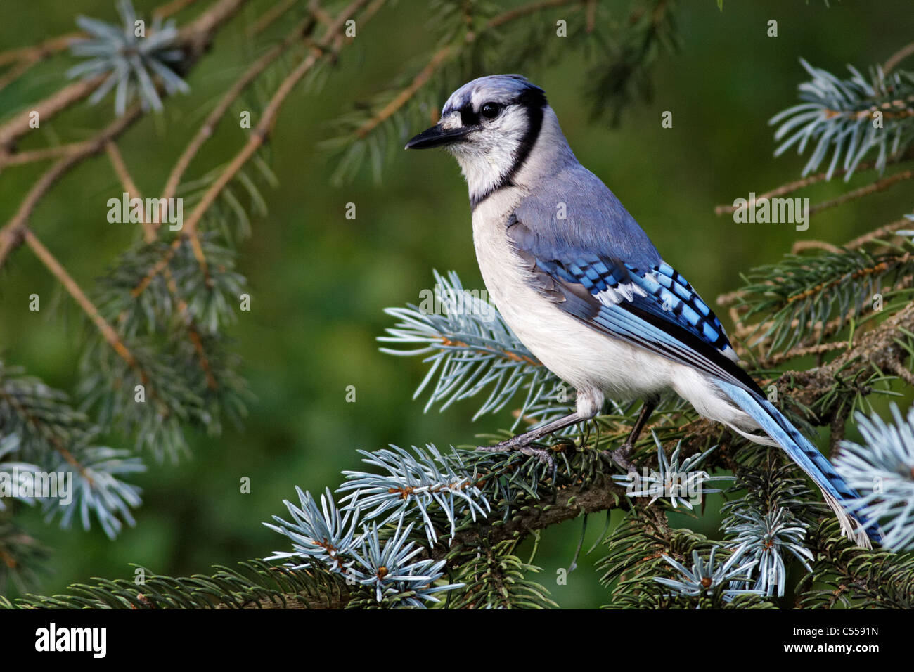 / Geai bleu Geai bleu (Cyanocitta cristata) Banque D'Images